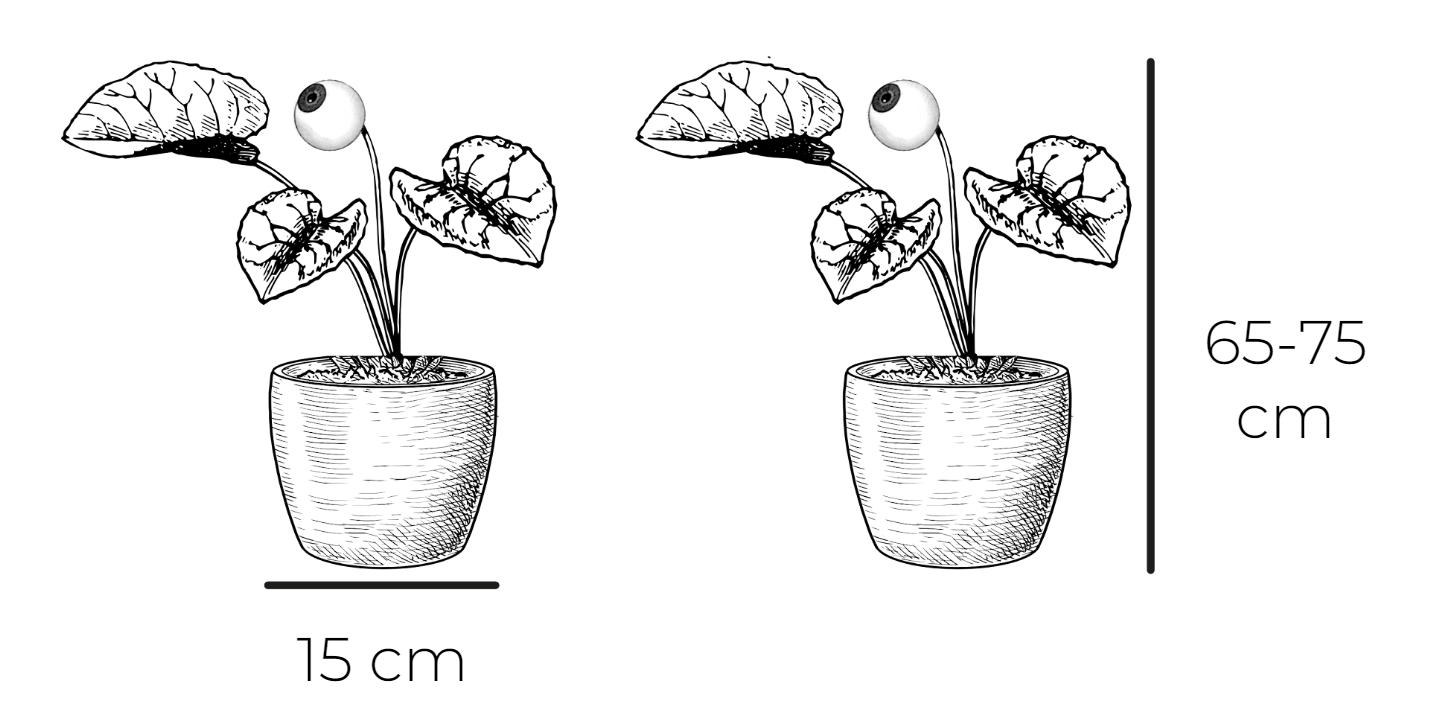 Syngonium Mottled Mojito